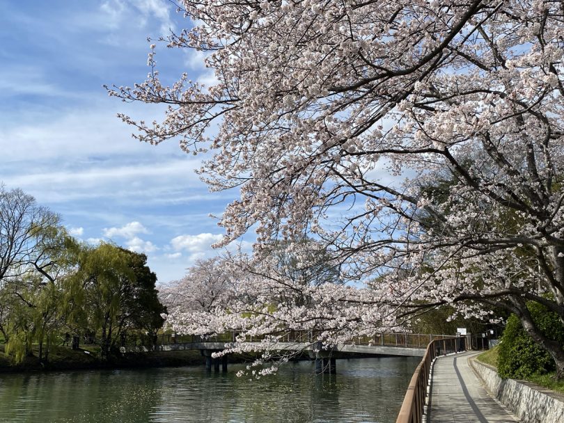岡山県 県内屈指の桜の名所がある水辺の町 倉敷市酒津へ Tabirin たびりん