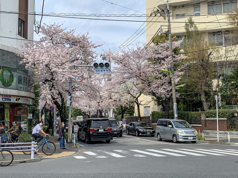 世田谷通り桜並木その１
