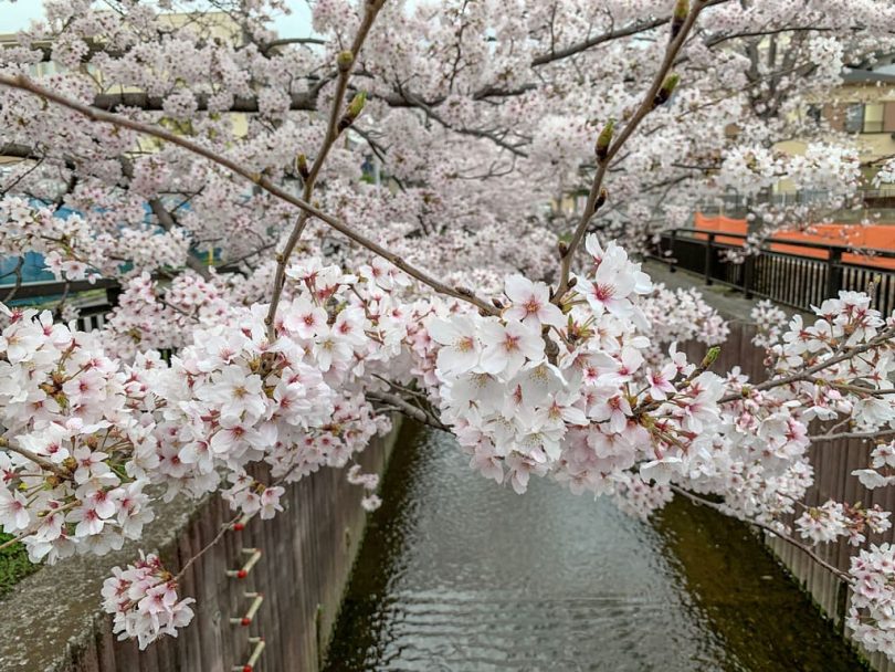 谷沢川の桜