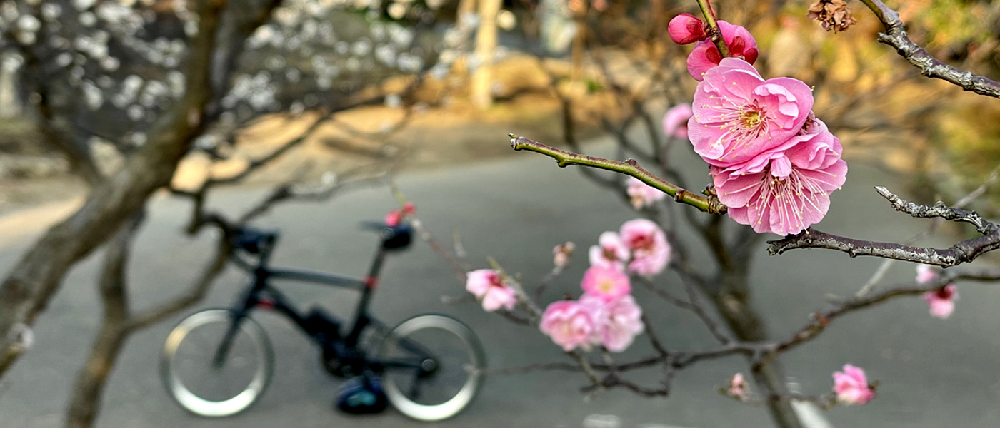 【神奈川県】春を感じる鎌倉の梅めぐりと海沿いサイクリング