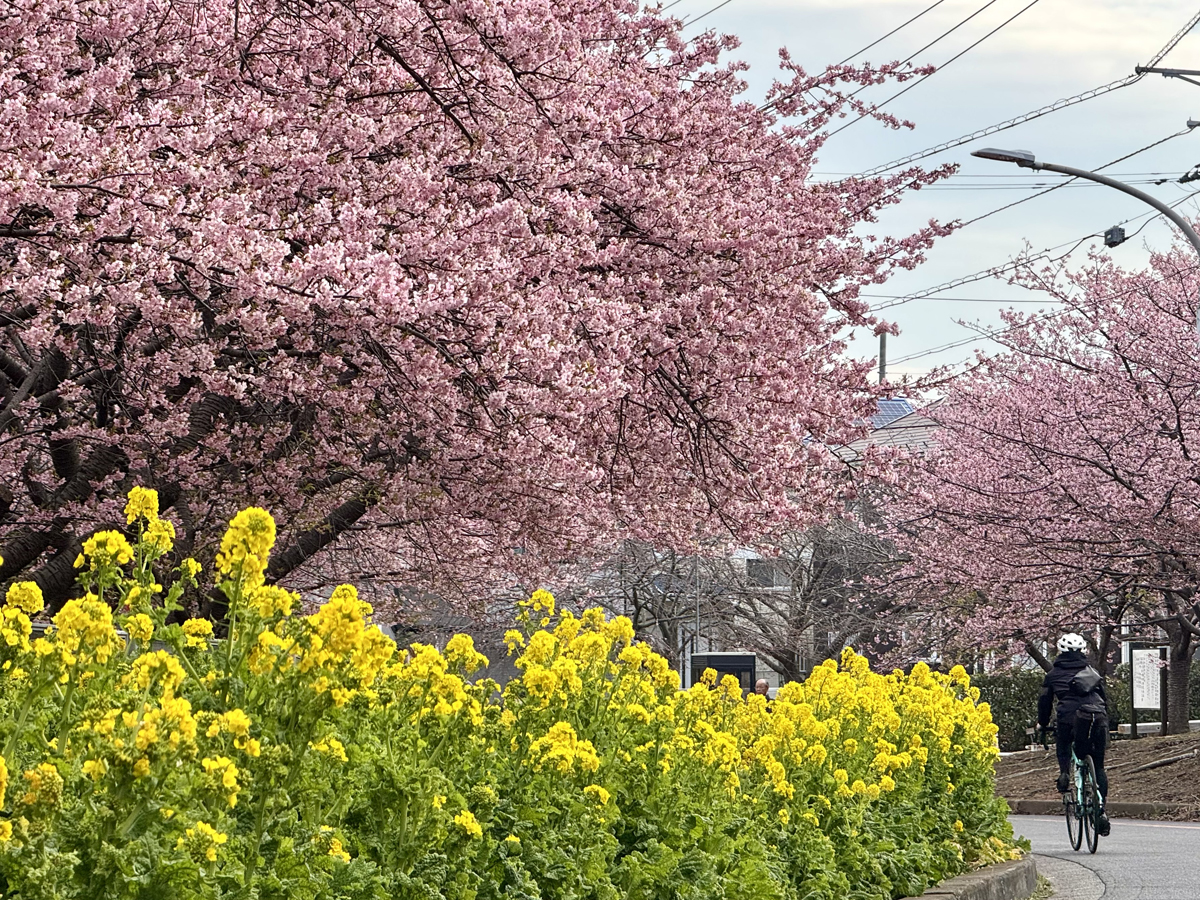 【神奈川県】河津桜といちごで春を感じ、海沿いからフォトスポットと激坂をめぐる26kmサイクリング