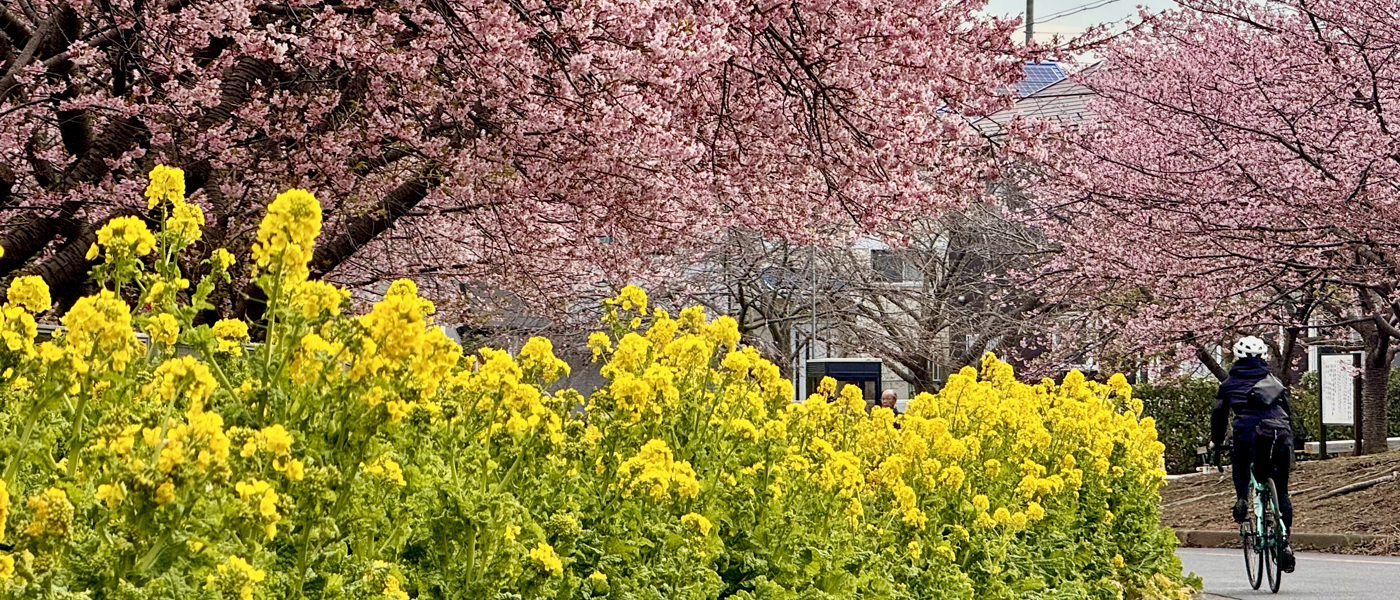 【神奈川県】河津桜といちごで春を感じ、海沿いからフォトスポットと激坂をめぐる26kmサイクリング