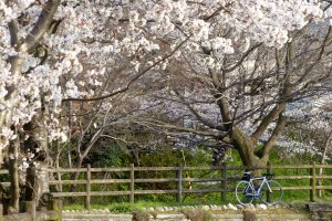 奈良県のサイクリングコースおすすめ7選!  TABIRINで見つける奈良の魅力を満喫！