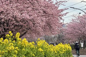 【神奈川県】河津桜といちごで春を感じ、海沿いからフォトスポットと激坂をめぐる26kmサイクリング