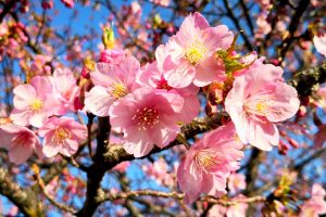 【東京都】荒川サイクリングロード近くの「旧中川の河津桜」を見に行ってみた
