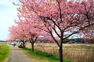 新川-河津桜並木