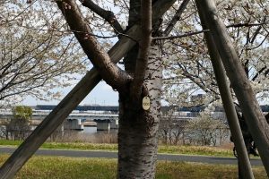 【桜・お花見におすすめ】荒川サイクリングロード沿いの桜、その名も小松川千本桜！