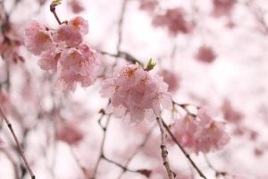 【東京都】六義園の”しだれ桜”をご紹介〜開花状況/見頃は？