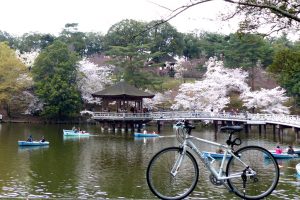 【奈良県】おすすめ桜（お花見）サイクリングコース～日本さくらの名所100選 奈良公園－郡山城編～