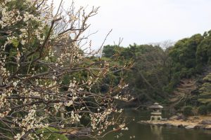 【梅の名所】新宿御苑の桜と梅を楽しむ | サイクリング情報も掲載！