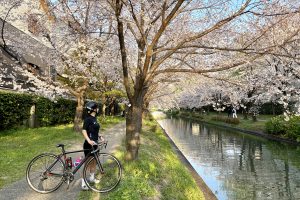 【京都府】伏見濠川沿いから東山円山公園への桜をめぐるサイクリング