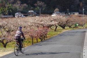 【埼玉県】関東三大梅林の越生を巡る43kmのサイクリング